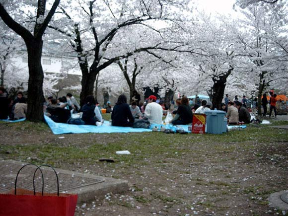 Japaner feiern Hanami